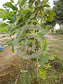 GuavaPsidium guajavaÃÂ L. photo